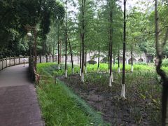 -重庆彩云湖湿地公园