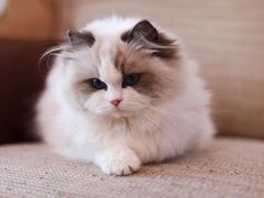 -青奢宠物·青奢猫舍