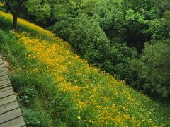 -西湖风景区-江洋畈生态公园