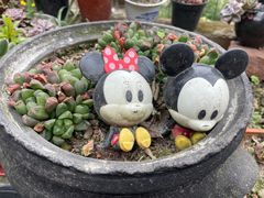 -胡氏农家小院柴火鸡