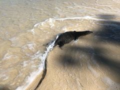 -东姑阿都拉曼海洋公园