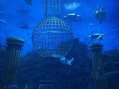 -芜湖新华联大白鲸海洋公园