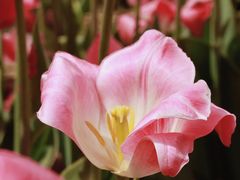 -石家庄市植物园