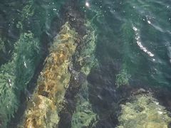 -华大咖啡(华大时空中心店)