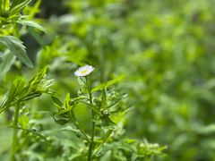 -秦岭终南山世界地质公园翠华山景区