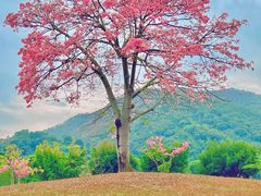 -风云岭森林公园