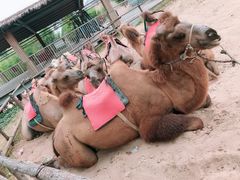 -古柏渡飞黄旅游区