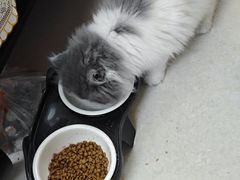 -宠物星动物医院·眼科·异宠·猫科(江南大道总院)