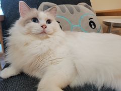 -滚猫咖啡·猫咖·猫友好撸猫(未来城店)