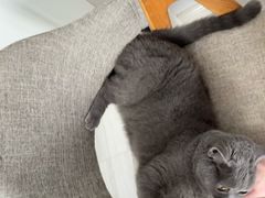 -瑞派福兴宠物医院犬猫全科·骨科·中西医结合(河东店)