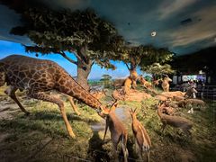 -国家自然博物馆