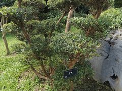 -东莞植物园