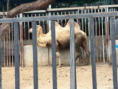 -泉州海丝野生动物世界