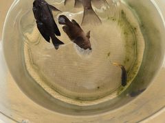 -小猫钓鱼海钓俱乐部(椰梦长廊店)