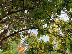 -中国科学院西双版纳热带植物园
