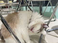 -怪兽屋·羊驼·猫咖·狗咖(俊华广场店)