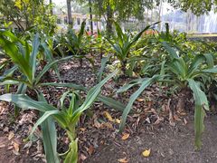 -中国科学院西双版纳热带植物园