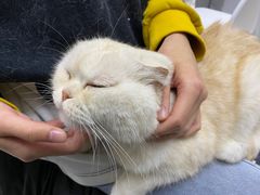 -喵的天空名猫咖啡馆·撸猫·猫舍·用品