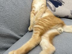 -北京京卫宠物寄养训练中心