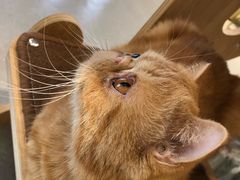 -飞行喵MR PILOT|猫舍·猫咖(静安大融城店)