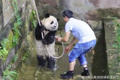 -侨治发型