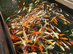 -龙悦湾酒家·八阵鱼生·渔人码头店