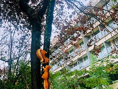 -上海佘山世茂艾美酒店