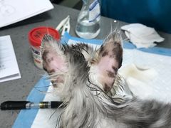 -安安宠医·臻爱宠物医院(簇锦北路分院)