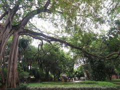 -瑞丽独树成林风景区