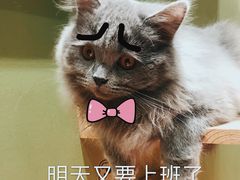 -猫亿天猫咖