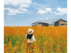 -三圣花乡旅游区