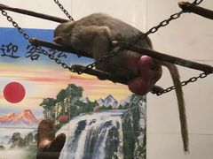 -西安秦岭野生动物园