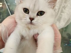 -共舞时光猫咖·狗咖(新街口店)