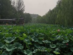 -近春园遗址