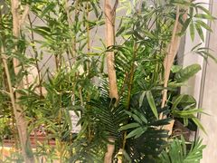 -施奈儿.洗头頭療.按摩SPA.采耳(上梅林店)