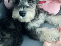 -翊宠yipet猫狗购宠庄园犬舍•猫舍