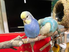 -雨林宠物医院 非犬猫异宠专科