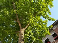 -巴伐利亚啤酒坊(意式风情街店)