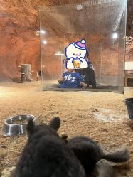 -酷嗒动物文化乐园(cutezoo西溪乐天城店)