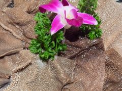 -古膳记猪肚鸡.生蚝鸡(拱北店)