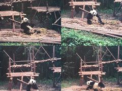 景点-成都大熊猫繁育研究基地