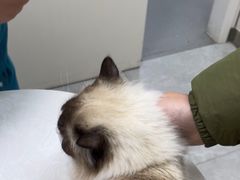 -中农国际动物医院24小时·猫科·骨科·急重症中心