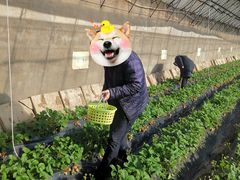 -昌平兴寿秀秀草莓采摘园