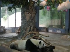 -海南热带野生动植物园