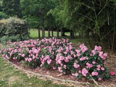 -上海辰山植物园