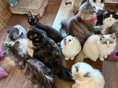 -楼上猫咖(罗湖店)