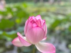 -曼听御花园