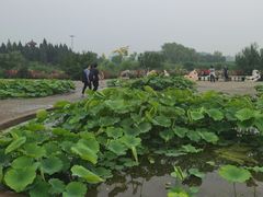 -白洋淀景区