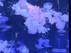 -芜湖新华联大白鲸海洋公园