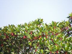 -东寨港红树林旅游区